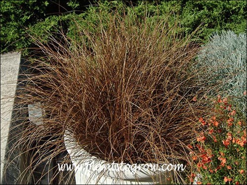 A large plant in a 12-14